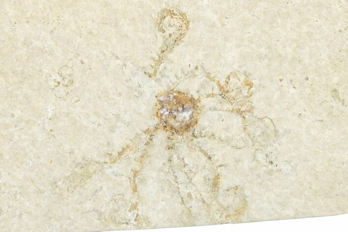 Floating Crinoid (Saccocoma) Fossil - Solnhofen Limestone #351009